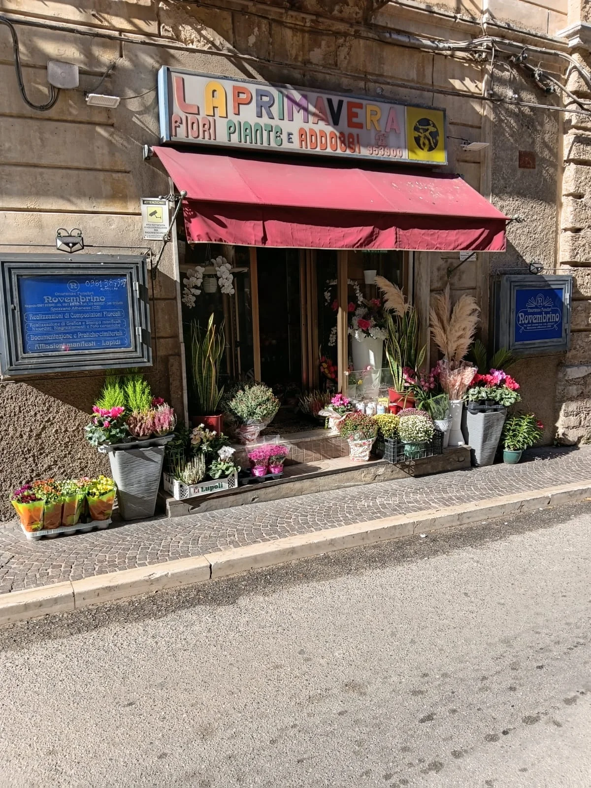 La vera vetrina di La Primavera, fiori piante e addobbi a Spezzano Albanese
