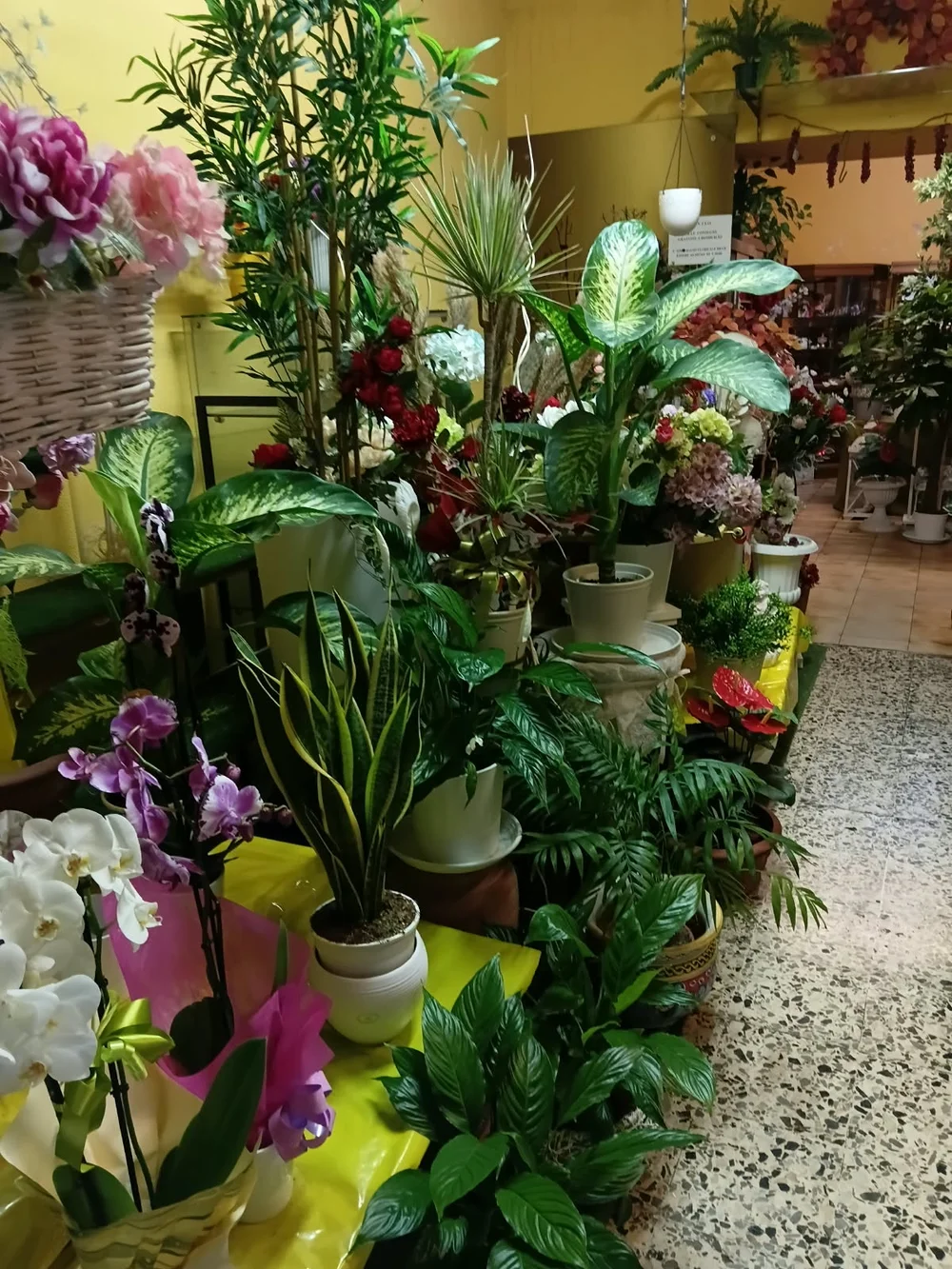 Piante verdi e orchidee esposte nel negozio La Primavera
